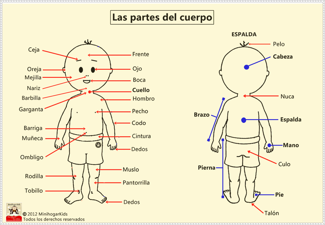 Partes internas del cuerpo humano